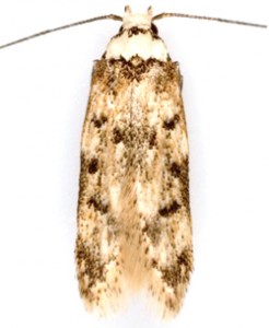 White shouldered house moth thumb