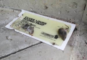A rodent glue trap with dead mice and additional insect pests