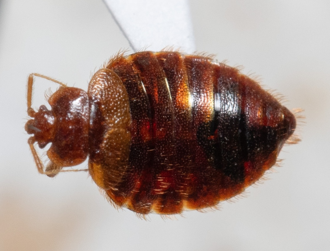 Bat bug shown from above.